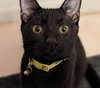 Indy #copper-penny-eyes - Photo 6