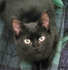 Indy #copper-penny-eyes - Photo 5