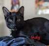 Indy #copper-penny-eyes - Photo 2