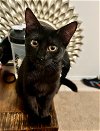 adoptable Cat in hou, TX named Elsa #craves-treats