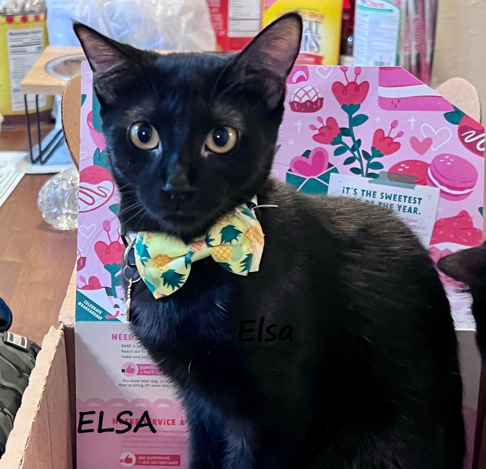 adoptable Cat in Houston, TX named Elsa #craves-treats