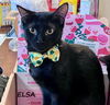 adoptable Cat in  named Elsa #craves-treats