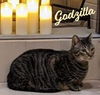 adoptable Cat in Pearland, TX named Godzilla #monster-duo