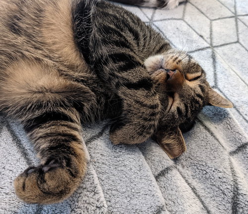 GODZILLA #MONSTER-DUO - Domestic Short Hair available for adoption