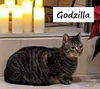 adoptable Cat in Pearland, TX named Godzilla #not-really-a-monster