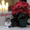 adoptable Cat in  named Mothra #monster-duo