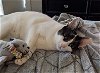 adoptable Cat in  named Woobee #your-furry-security-blanket