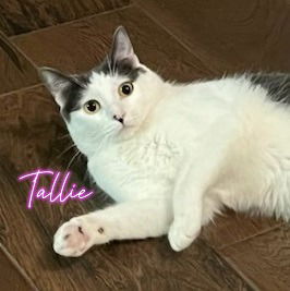 Tallie #Holstein-cat