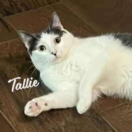 Tallie #Holstein-cat