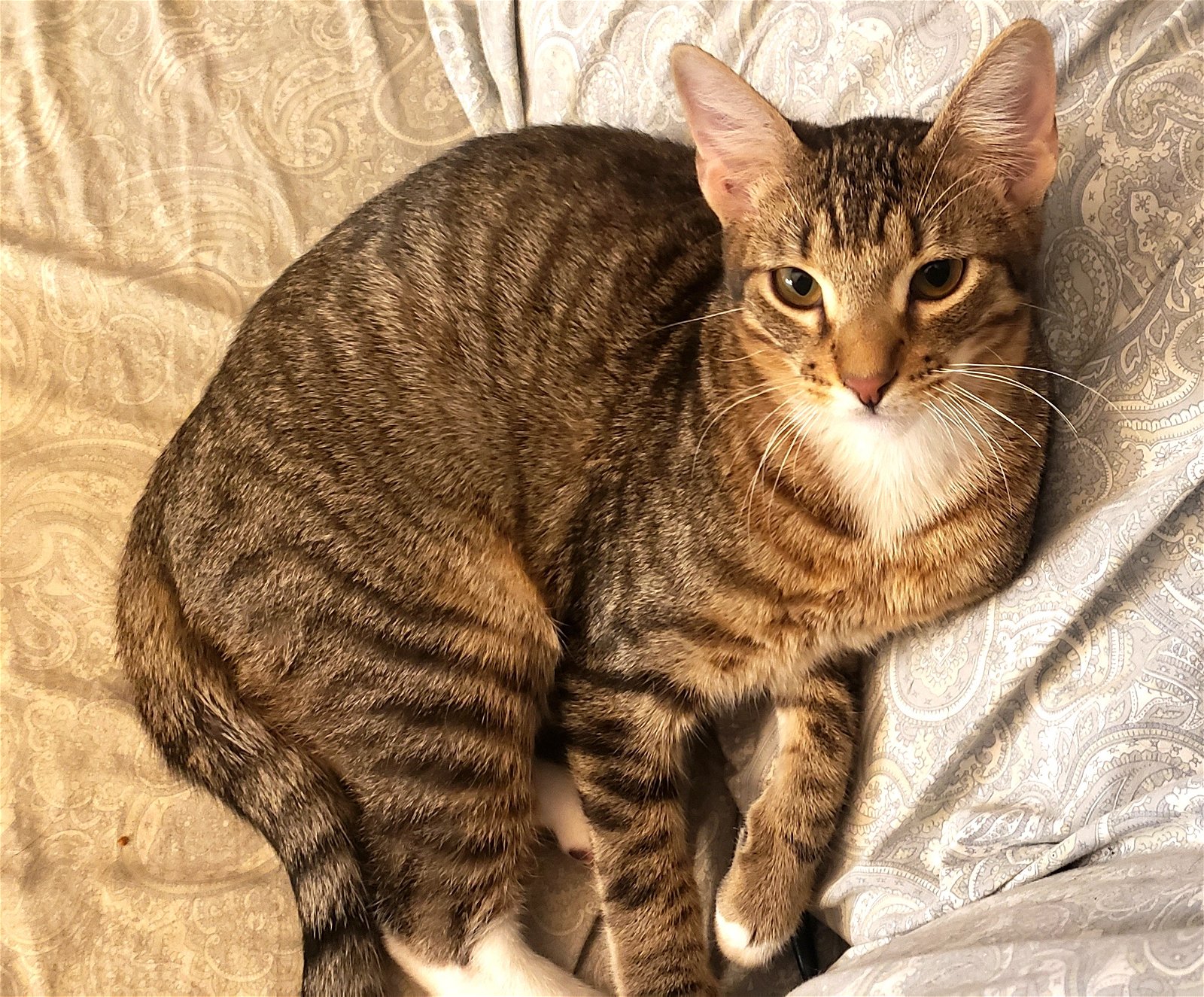adoptable Cat in Pearland, TX named Bas #loves-dogs-and cats