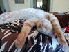 Tango #bestie-of-Little-Bobbie - Photo 2
