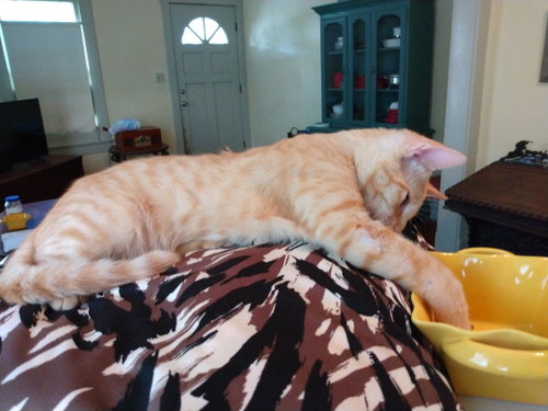 Photo 3 of Tango #bestie-of-Little-Bobbie