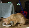Tango #bestie-of-Little-Bobbie - Photo 4