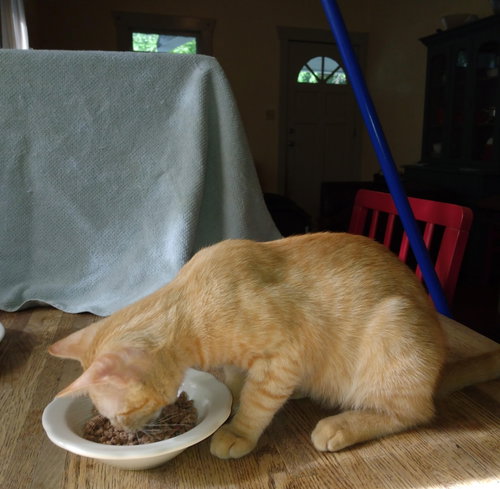 Photo 4 of Tango #bestie-of-Little-Bobbie