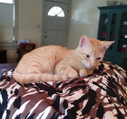 Photo 5 of Tango #bestie-of-Little-Bobbie