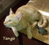 adoptable Cat in  named Tango #bestie-of-Little-Bobbie