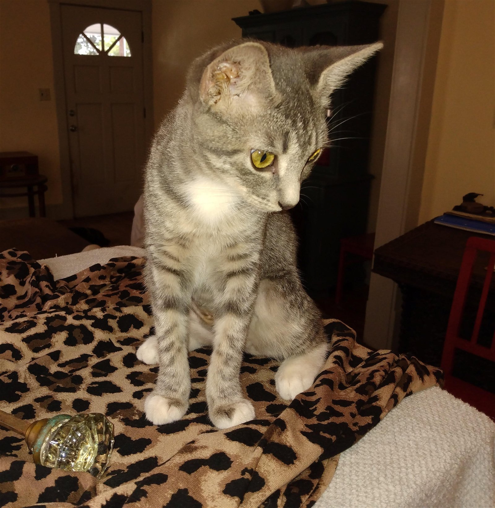 adoptable Cat in Houston, TX named Little Bobbie #bestie-of-Tango