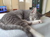 Little Bobbie #bestie-of-Tango - Photo 2