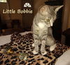 adoptable Cat in  named Little Bobbie #bestie-of-Tango