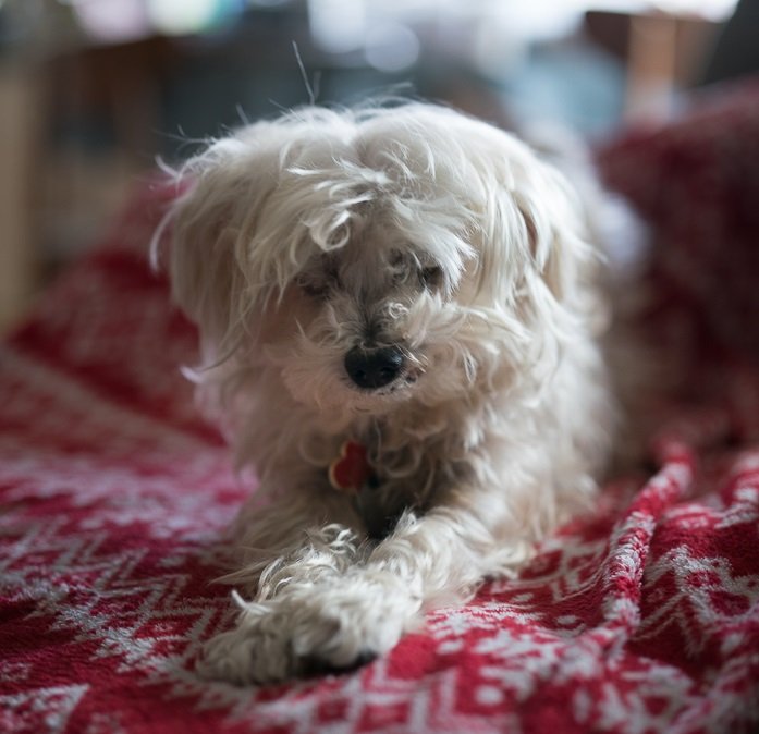 adoptable Dog in Houston, TX named Sammy #cheery-lap-dog