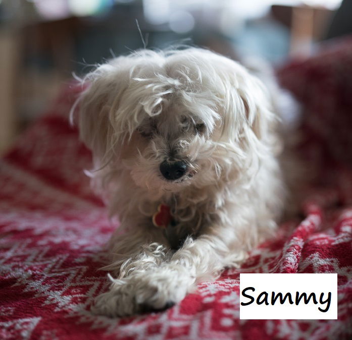 adoptable Dog in Houston, TX named Sammy #cheery-lap-dog