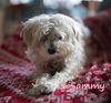 adoptable Dog in  named Sammy #cheery-lap-dog