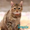 adoptable Cat in  named Turquoise #more-to-hug