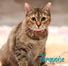 adoptable Cat in Sugar Land, TX named Turquoise #more-to-hug