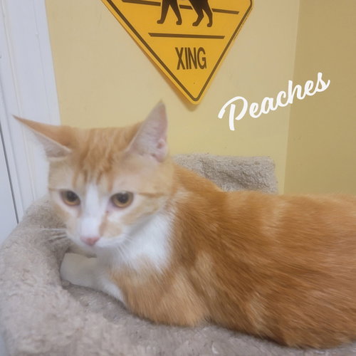 Peaches #loves-attention
