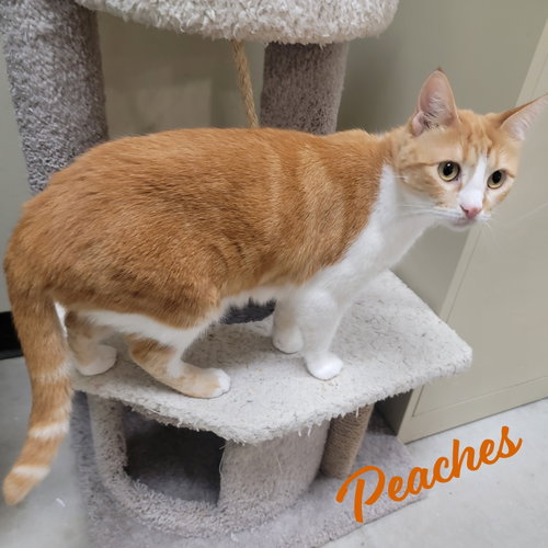 Peaches #loves-attention, Adult Tabby / Domestic Short Hair / Mixed (short coat), cat for adoption in League City, Texas