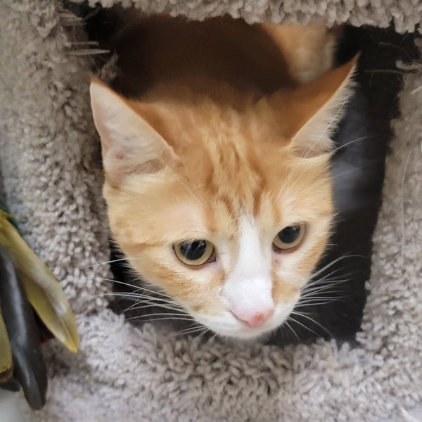 Peaches #loves-attention