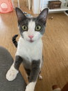 Missy Longstocking #docile-lapcat - Photo 4