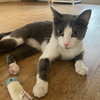 Missy Longstocking #docile-lapcat - Photo 8