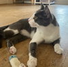 Missy Longstocking #docile-lapcat - Photo 5