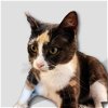 adoptable Cat in hou, TX named Fiona #bundle-of-love