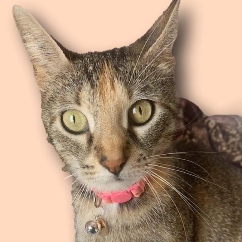 adoptable Cat in Sugar Land, TX named Mia #mamma-of-Delta
