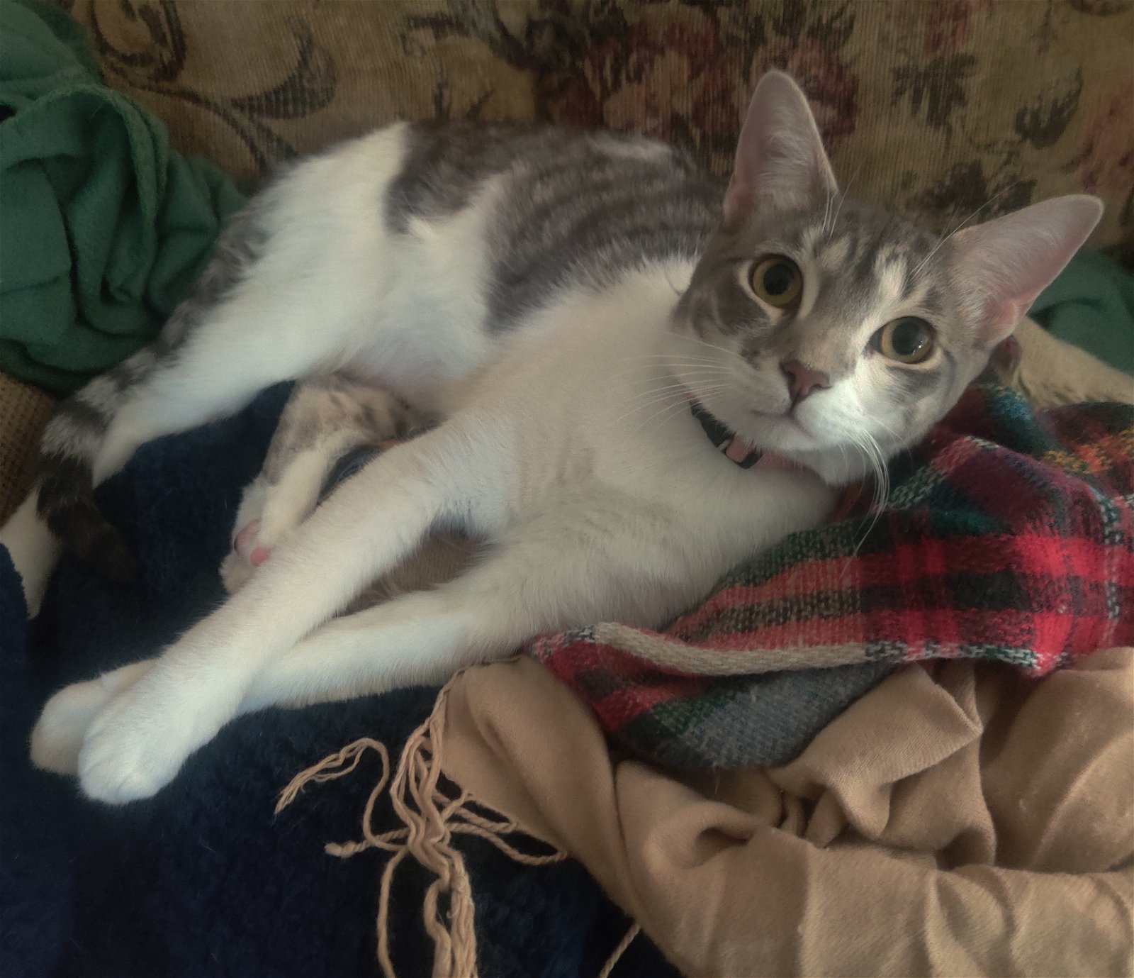 adoptable Cat in Houston, TX named Tris #sister-of-Alice