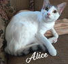 adoptable Cat in  named Alice #miss-congeniality