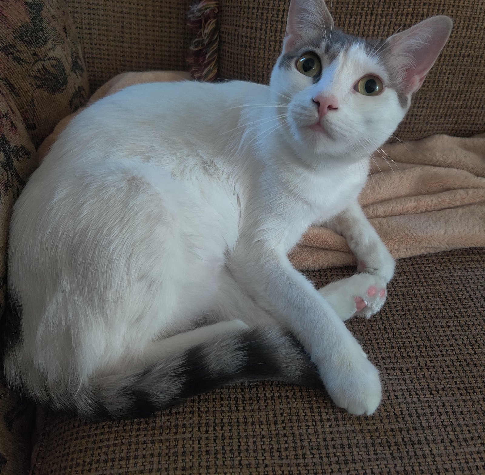adoptable Cat in Houston, TX named Alice #sister-of-Tris