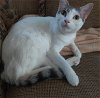 adoptable Cat in  named Alice #sister-of-Tris