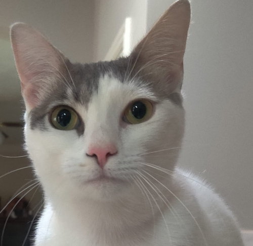ALICE #MISS-CONGENIALITY - Turkish Van / Domestic Short Hair available for adoption