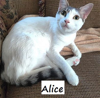 adoptable Cat in Houston, TX named Alice #miss-congeniality