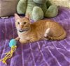 adoptable Cat in houston, TX named Harry #brother-of-George