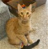 adoptable Cat in  named George #brother-of-Harry