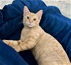 adoptable Cat in houston, TX named Kai #king-pin