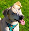 adoptable Dog in houston, TX named Apollo