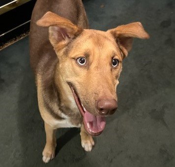 adoptable Dog in Houston, TX named Zeus