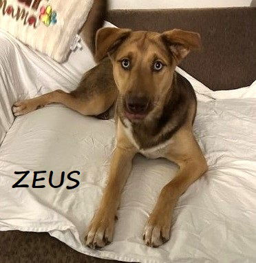 adoptable Dog in Houston, TX named Zeus #smart-as-a-whip