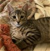 adoptable Cat in houston, TX named Drake #loves-to-be-held
