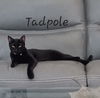 adoptable Cat in Sugar Land, TX named Tadpole #the-T-cats